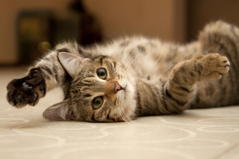Cat Cat