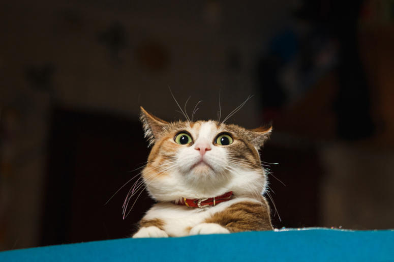 Cat Cat
