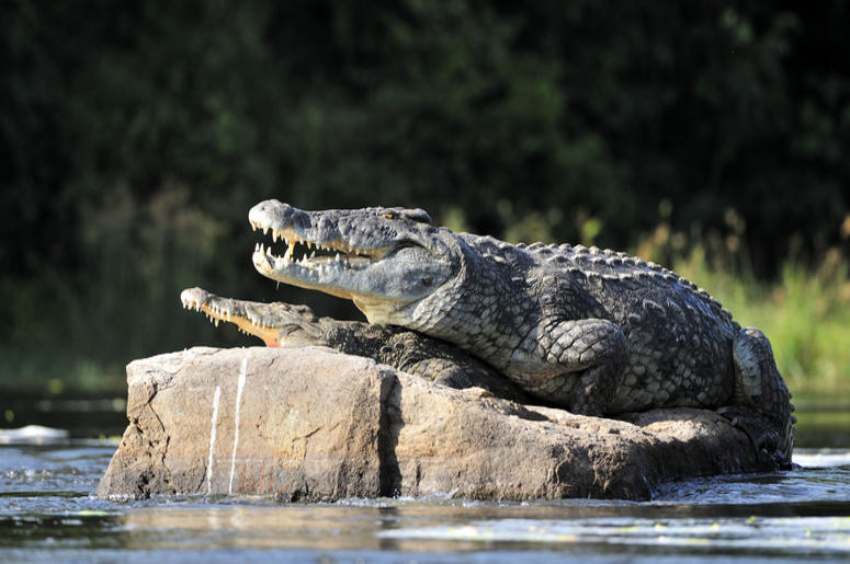 Crocodile Crocodile