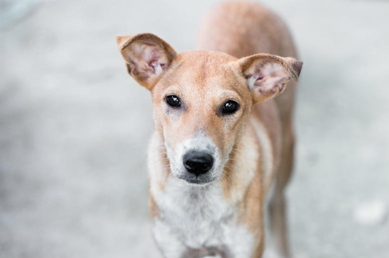 Dog,Video,Cute,Protects,Owner,Hangover,Street,Sleeping,ALT 103.7