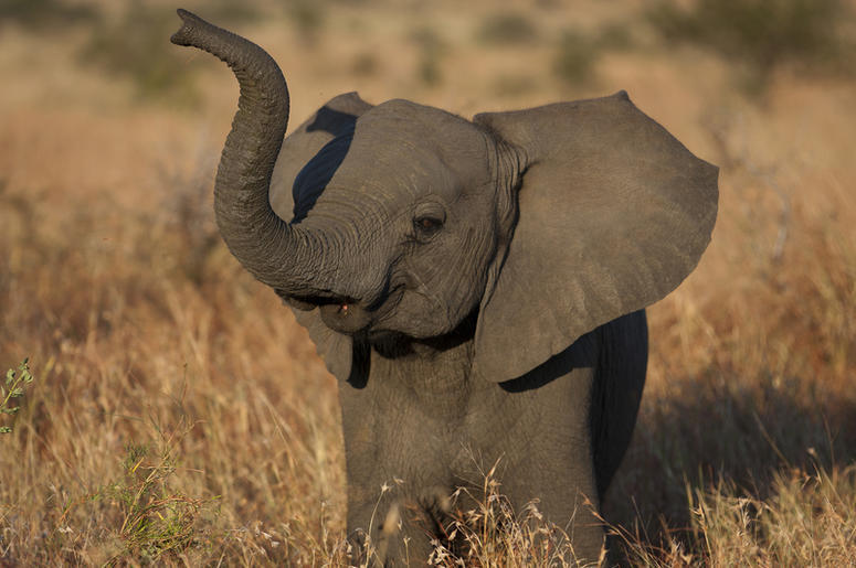 Live Action Version of Dumbo Live Action Version of Dumbo