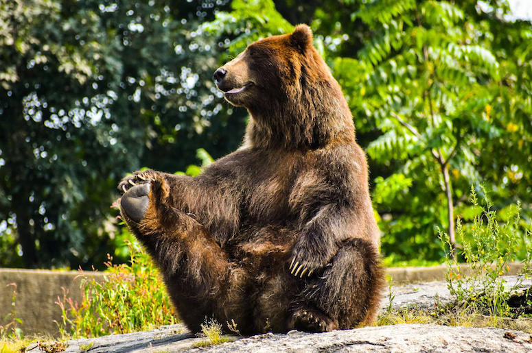 Bear, Sitting Up, Rocks, Forest, Cute, Funny, Grizzly Bear, Stretch Bear, Sitting Up, Rocks, Forest, Cute, Funny, Grizzly Bear, Stretch