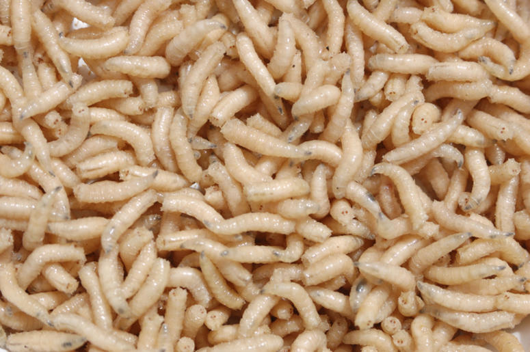 (fiolo/ iStock/ Getty Images) Pile of maggots