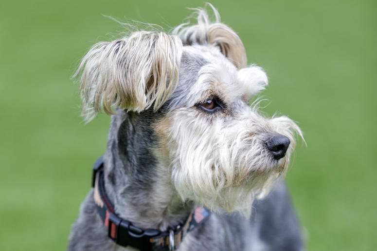 Schnauzer Yorkie, Dog, Cute, Gray, Scruffy, Grass Schnauzer Yorkie, Dog, Cute, Gray, Scruffy, Grass,