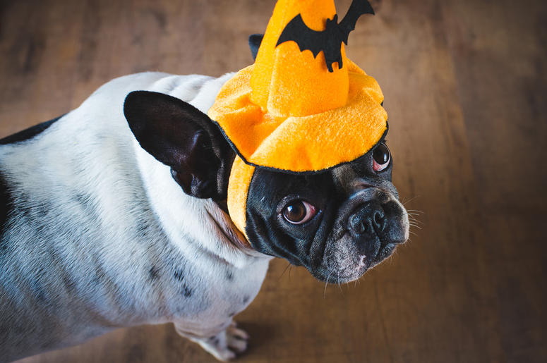Dog In A Halloween Hat