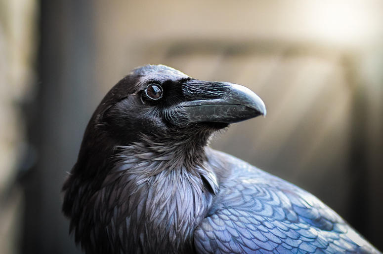 Crow