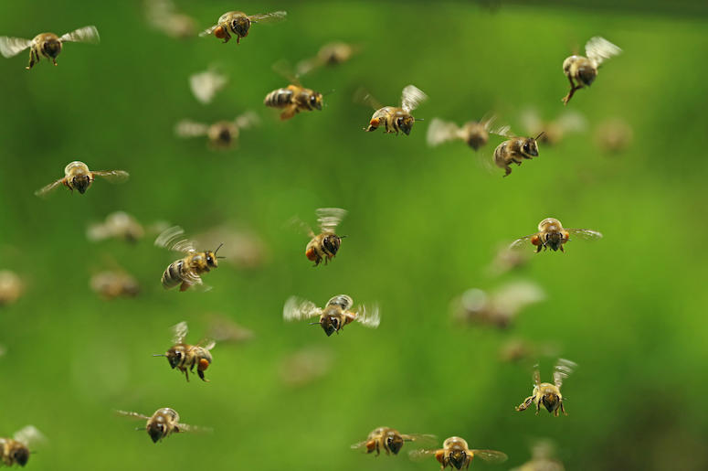 Bees, Swarm, Flying, Honey Bees, Green Bukeh Bees, Swarm, Flying, Honey Bees, Green Bukeh