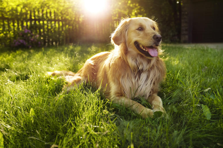 Golden_Retriever Golden_Retriever