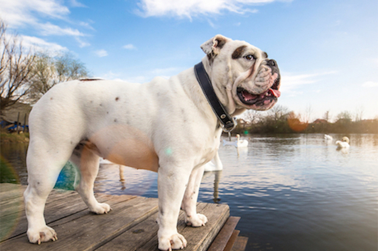 bulldog bulldog, cute, running, agility, jumping, westminster, dog show, fast