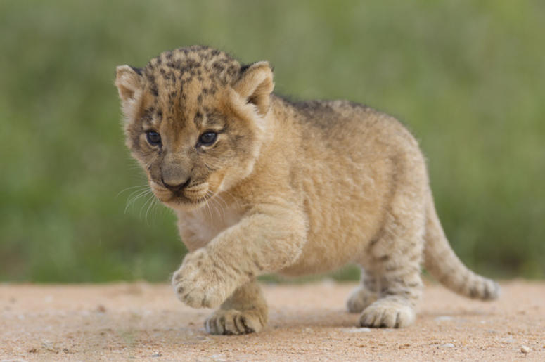 Lion_Cub Lion_Cub