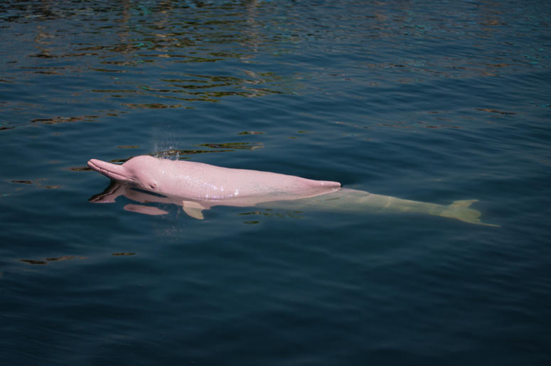 Pink_Dolphin Pink_Dolphin