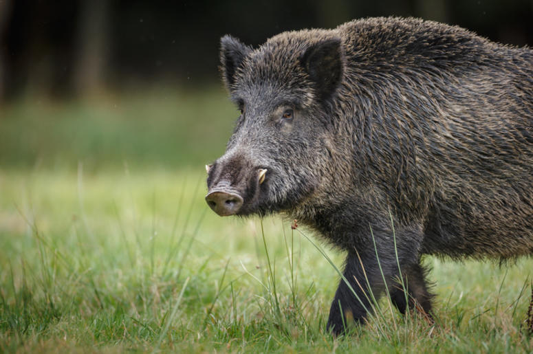 Wild_Boar Wild_Boar