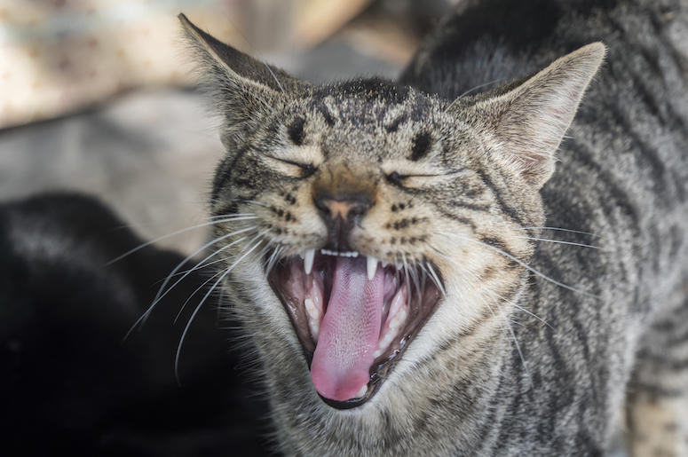 Cat, Meowing, Kitty, Eyes Closed Cat, Meowing, Kitty, Eyes Closed