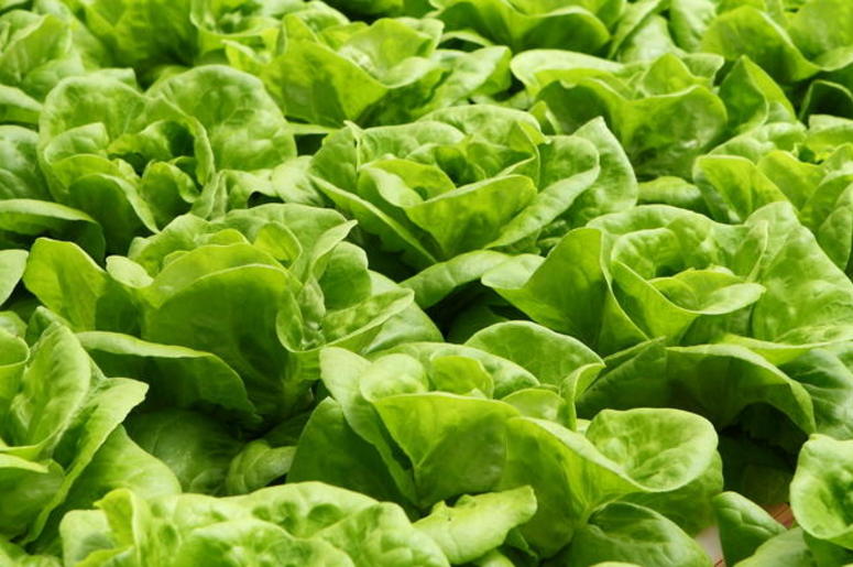 Lettuce Lettuce