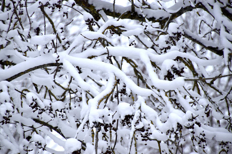 Snow, Hawaii, Trees, Island, Maui, Snowstorm Snow, Hawaii, Trees, Island, Maui, Snowstorm