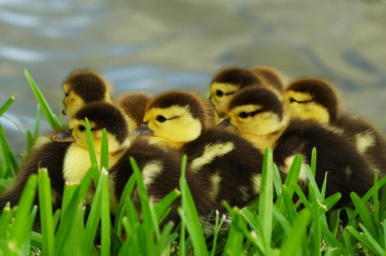 Ducklings Ducklings