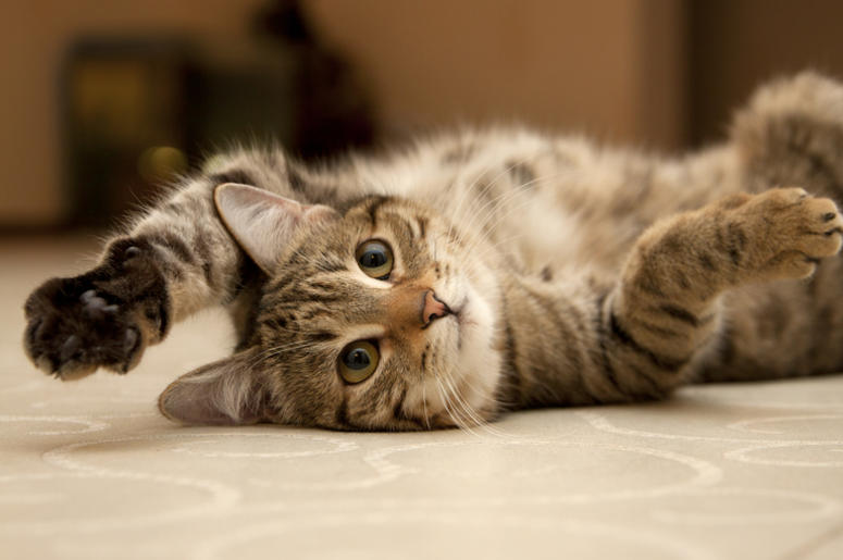 Cat Cat