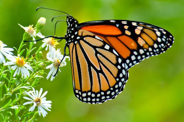Monarch Butterfly Monarch Butterfly