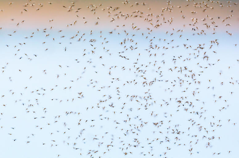 mosquitoes mosquitoes
