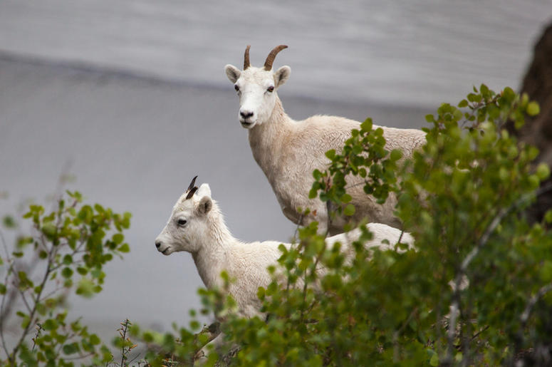 goats goats