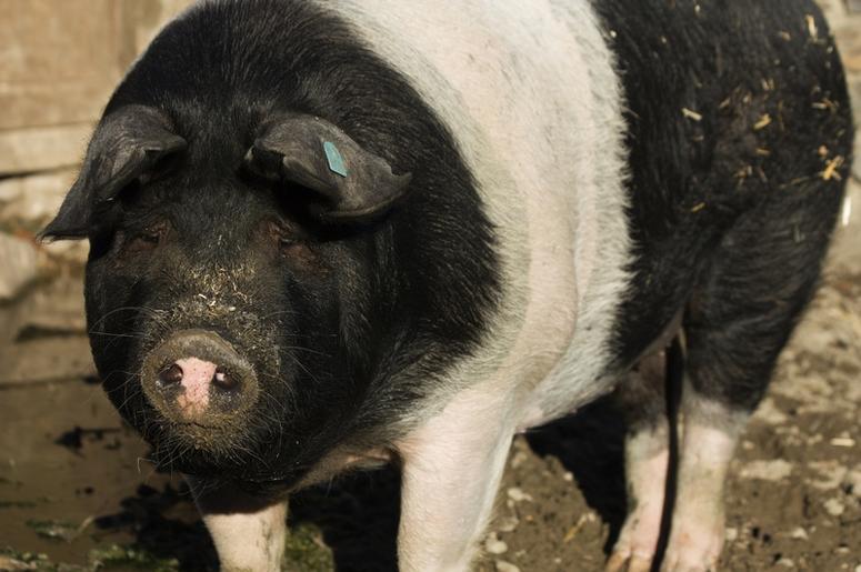 Pig Pig