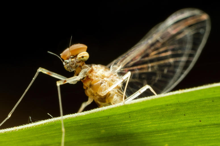 Mayflies Mayflies