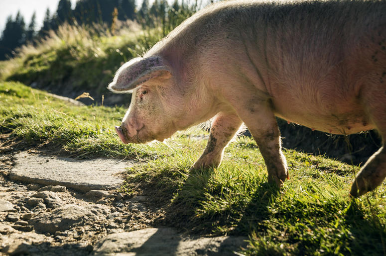 pig pig