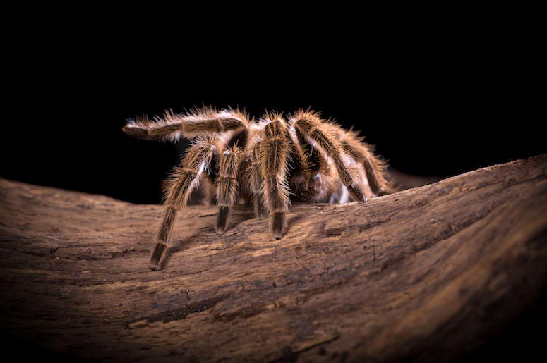 Tarantula, Spider, Branch Tarantula, Spider, Branch