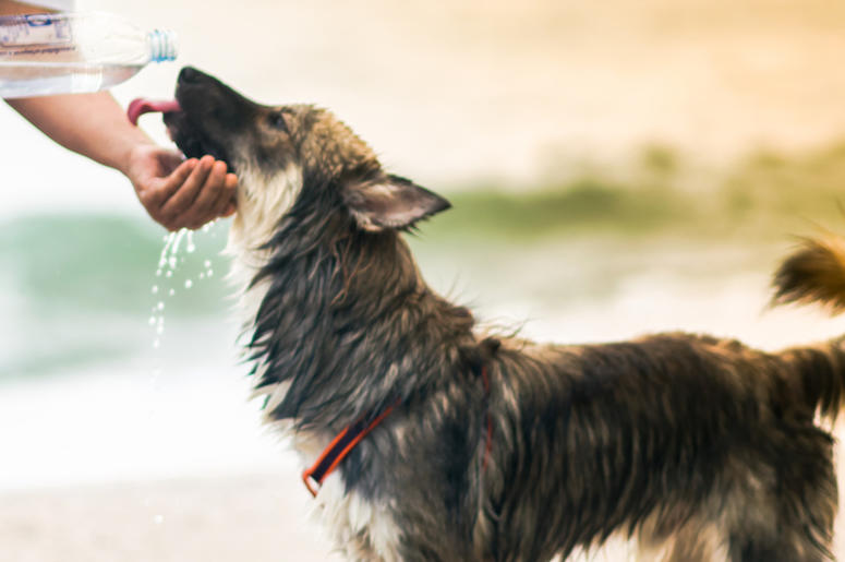 Dog, Drinking, Human, Good Boy Dog, Drinking, Human, Good Boy