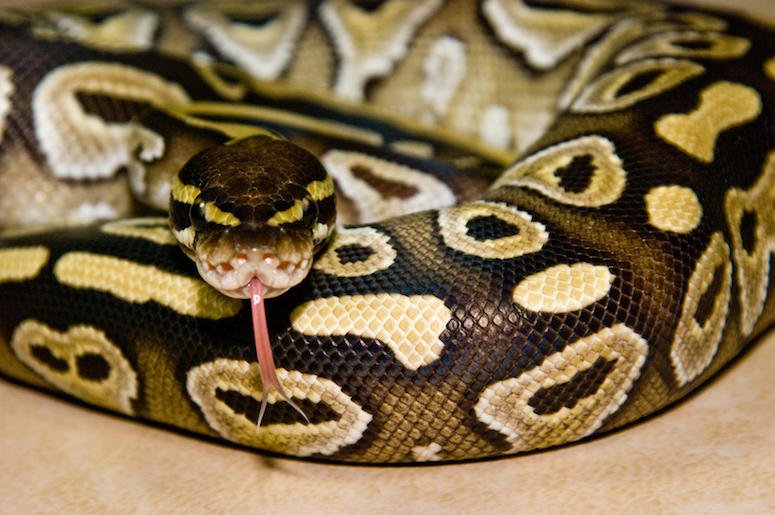 Python, Snake, Curled, Tongue Python, Snake, Curled, Tongue