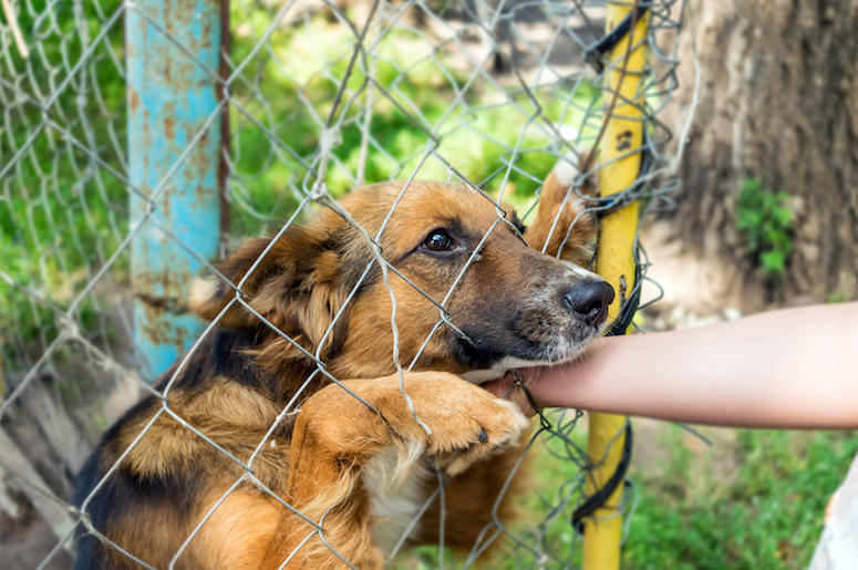 Dog, Outdoor Shelter, Human Hand, Sad, Cute Dog, Outdoor Shelter, Human Hand, Sad, Cute
