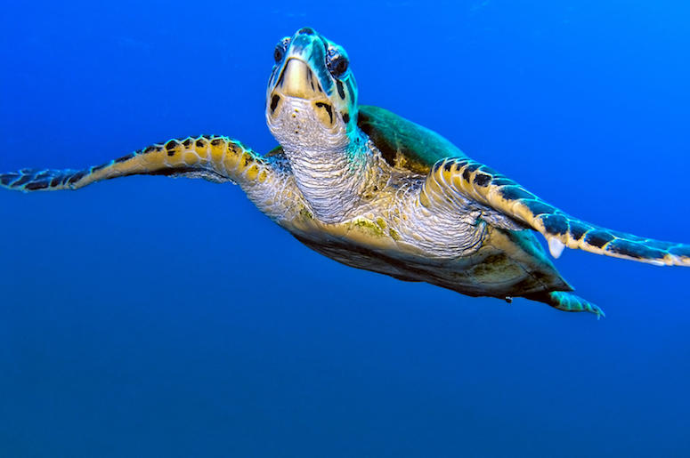 Sea Turtle, Turtle, Ocean, Swimming, Clear Water, Water Sea Turtle, Turtle, Ocean, Swimming, Clear Water, Water