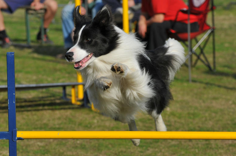 Dog, Border Collie, Jumping, Competition Dog, Border Collie, Jumping, Competition