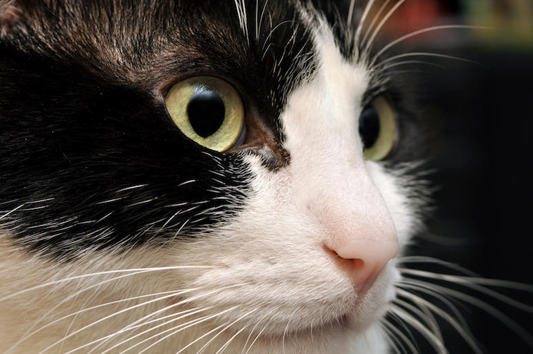 Cat, Face, Feline, Whiskers Cat, Face, Feline, Whiskers