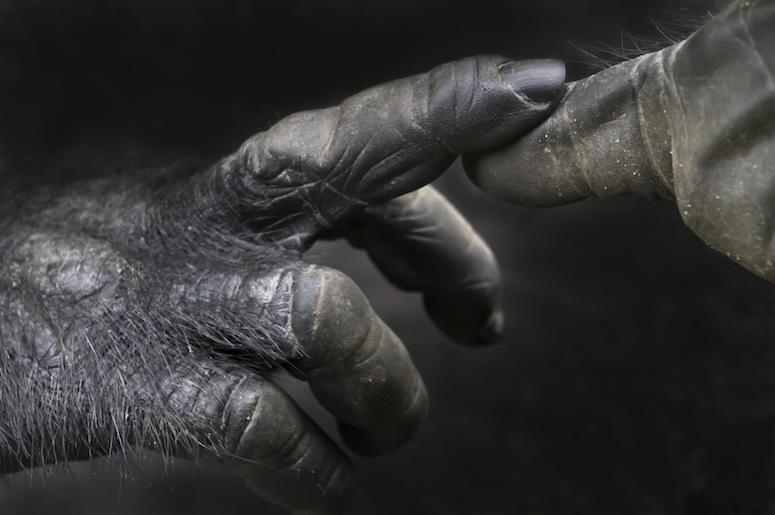 Gorilla, Hands, Close Up Gorilla, Hands, Close Up