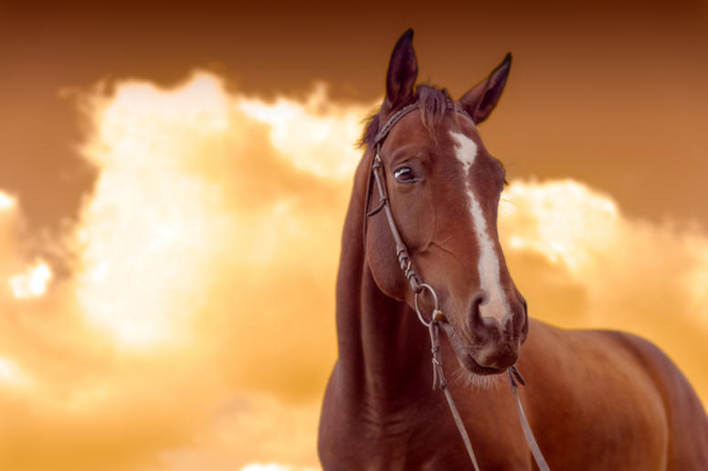 Brown Horse, Sunset Brown Horse, Sunset
