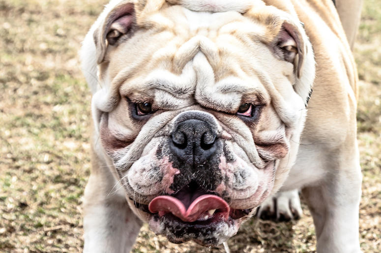 Bulldog, Face, Tongue, Scrunch Face Bulldog, Face, Tongue, Scrunch Face