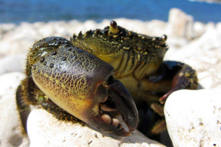 Crab, Claw, Pinch Crab, Claw, Pinch