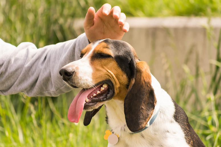 Pet, Dog, Animal, Basset Hound Pet, Dog, Animal, Basset Hound