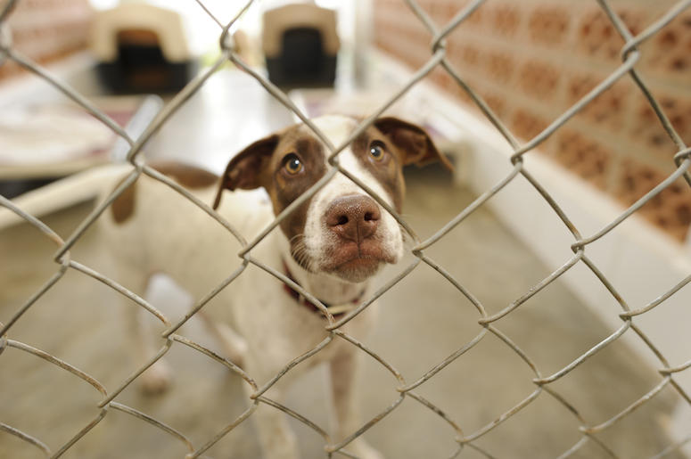 Shelter Dog, Cage, Adoption, Snoot Shelter Dog, Cage, Adoption, Snoot