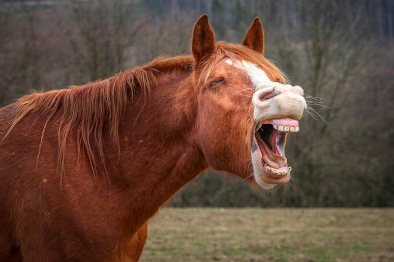 Horse, Laughing, Teeth Horse, Laughing, Teeth