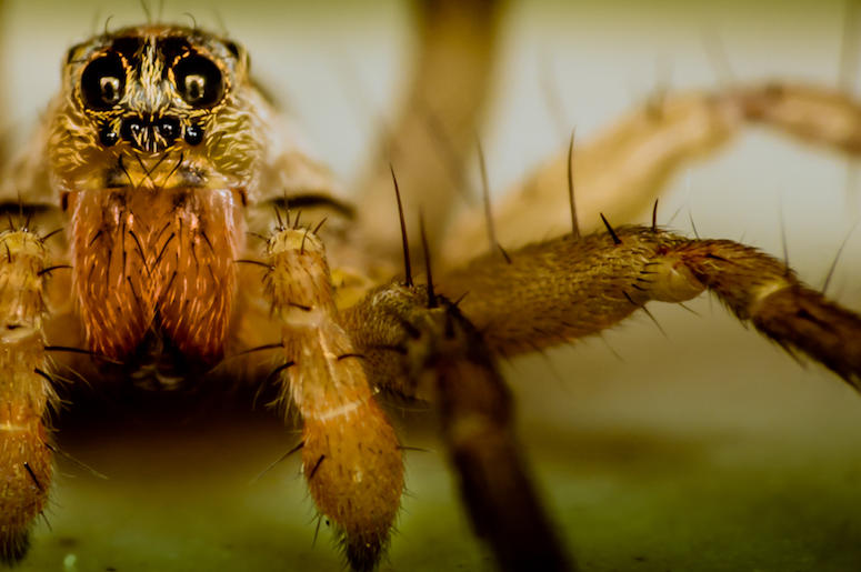 Spider, Close Up, Wolf Spider Spider, Close Up, Wolf Spider