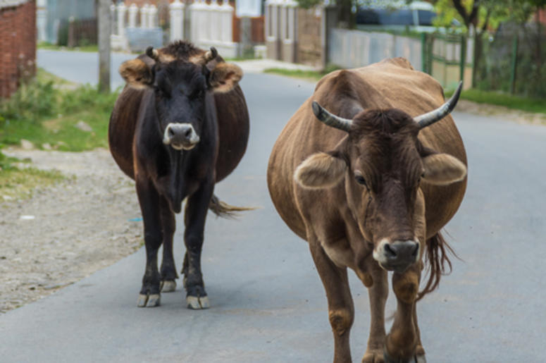 Cows Walk Through The Streets