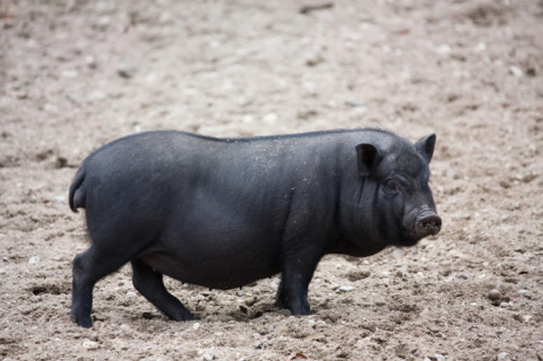 Potbelly Pig