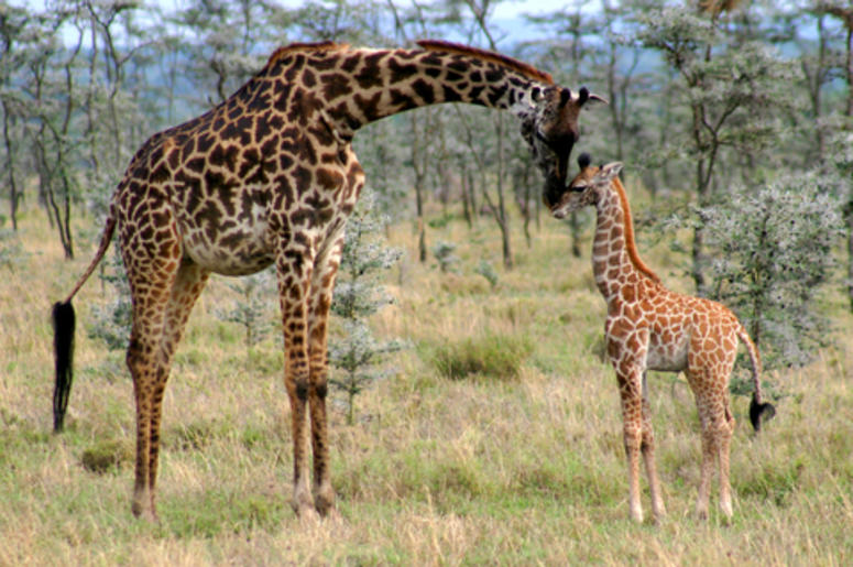 Mama And Calf Giraffe
