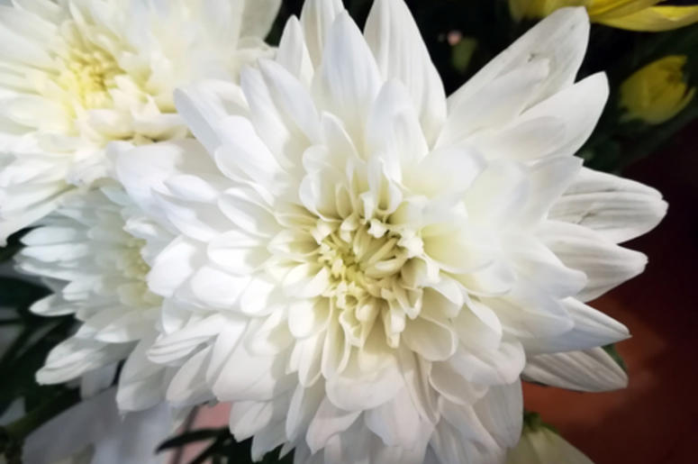 Mum Flower
