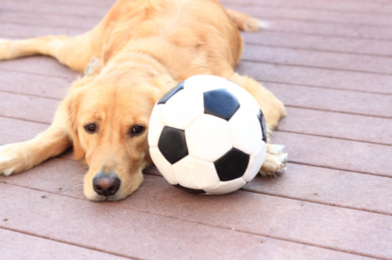 Dog With a Ball