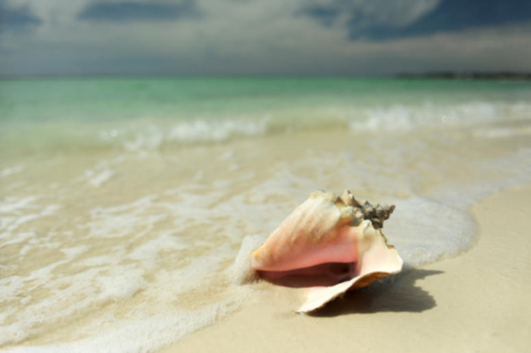 Queen Conch Shell