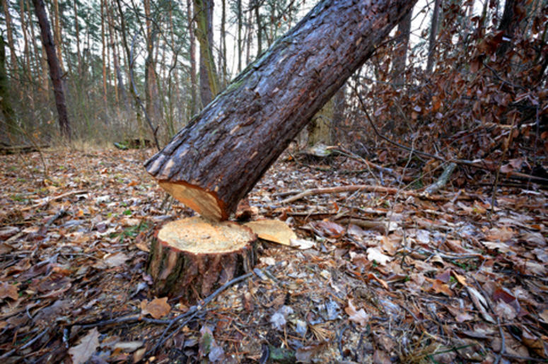 Cut Tree