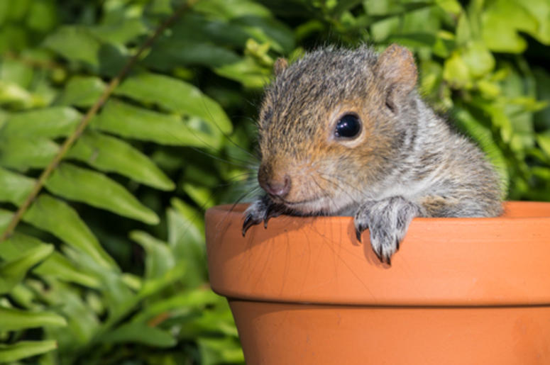 Baby Squirrel